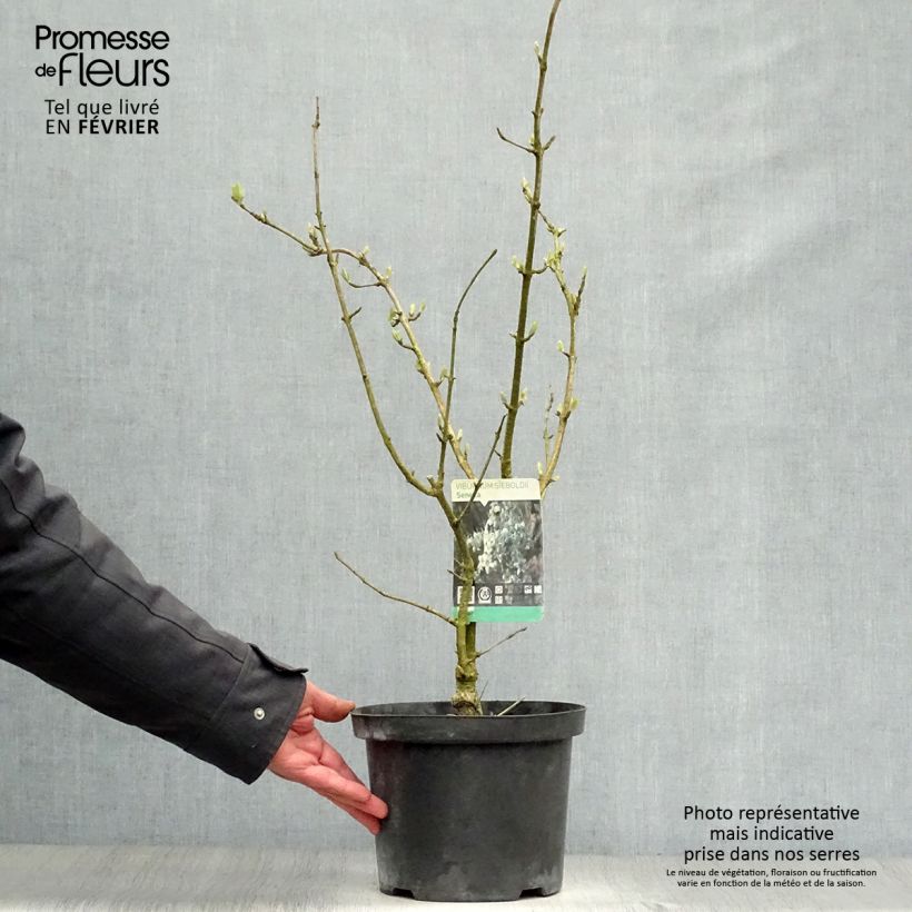 Viorne - Viburnum sieboldii Seneca Pot de 4L/5L esemplare consegnato in inverno