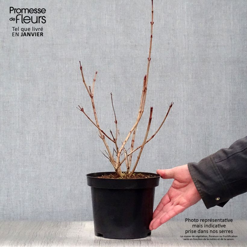 Viorne boule de Neige - Viburnum opulus Roseum pot de 2L/3L esemplare consegnato in inverno