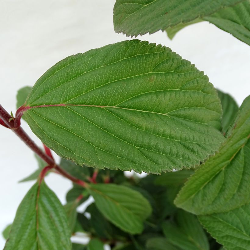 Viburnum bodnantense Charles Lamont (Fogliame)