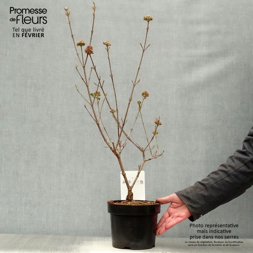 Viorne de Burkwood - Viburnum burkwoodii Ann Russell en pot de 3.5L esemplare consegnato in inverno