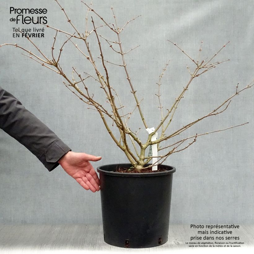 Viorne de Chine -Viburnum plicatum Mariesii en pot de 12L/15L esemplare consegnato in inverno