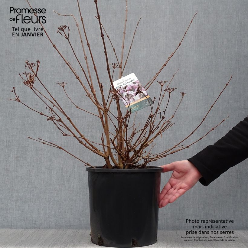 Viorne de Chine - Viburnum plicatum Molly Schroeder 7.5L/10L  esemplare consegnato in inverno