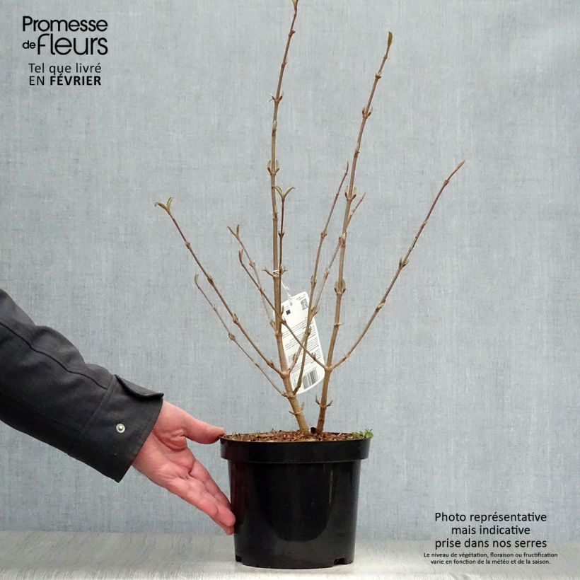 Viorne de Chine - Viburnum plicatum Tomentosum en pot de 2L/3L esemplare consegnato in inverno