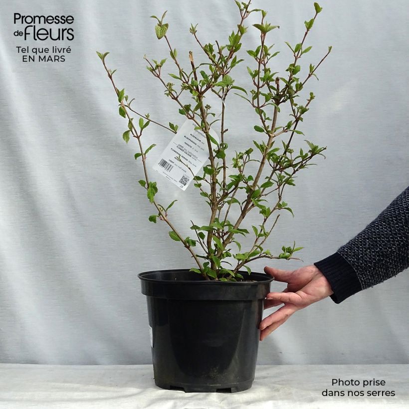 Viorne de Chine - Viburnum plicatum Tomentosum pot de 7,5L/10L esemplare consegnato in inverno