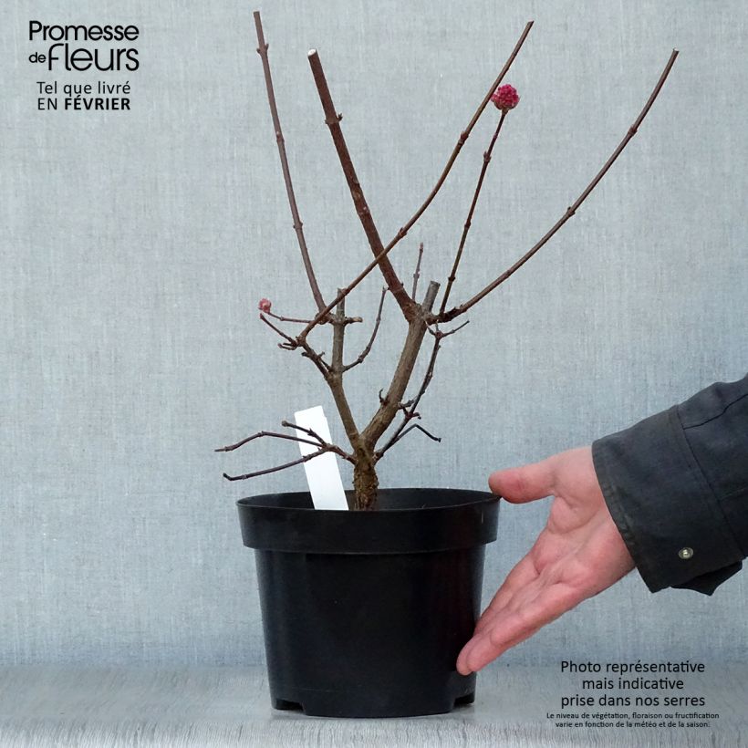 Viorne d'hiver - Viburnum bodnantense Charles Lamont. Pot de 3L/4L esemplare consegnato in inverno