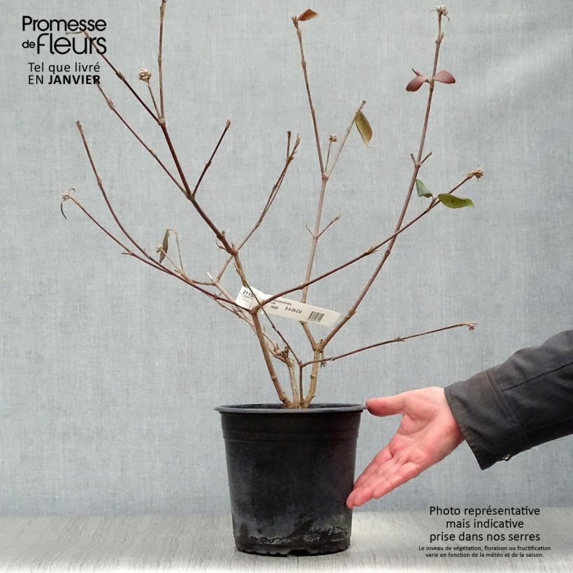 Viorne du Burkwood - Viburnum x burkwoodii Mohawk en pot de 4L/5L esemplare consegnato in inverno