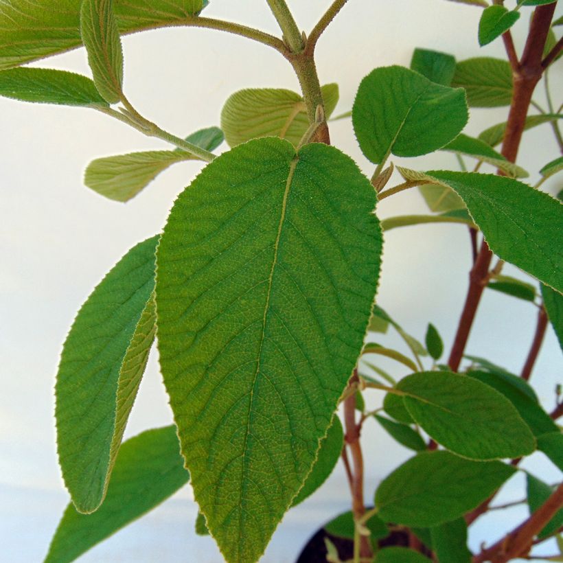 Viburnum lantana Mohican (Fogliame)