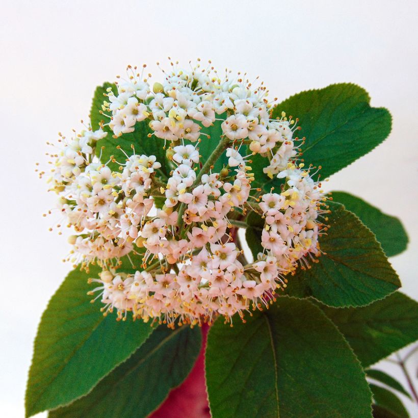 Viburnum lantana Mohican (Fioritura)