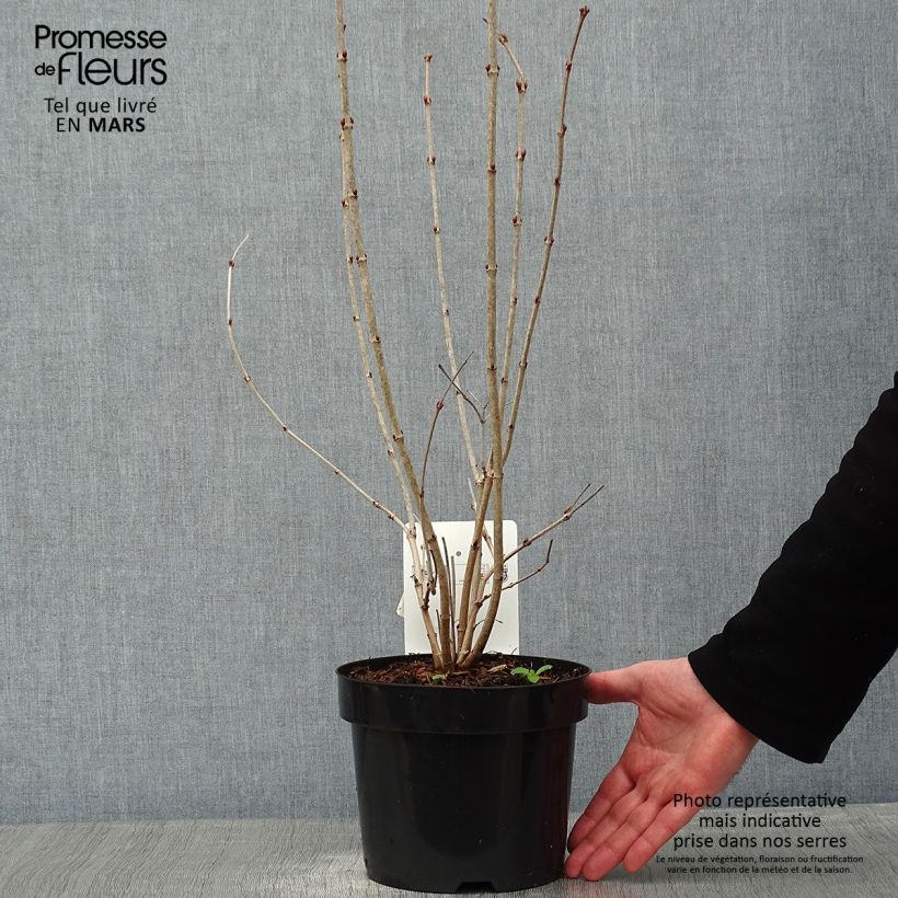 Viorne obier, Boule de neige - Viburnum opulus Park Harvest Pot de 2L/3L esemplare consegnato in inverno