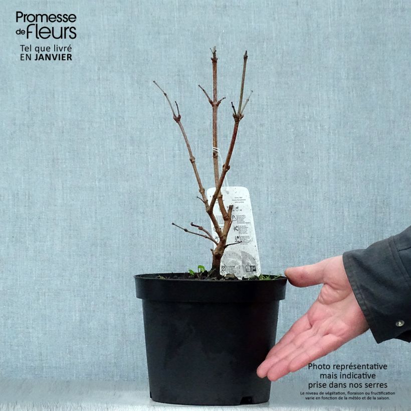 Viorne obier - Viburnum opulus Compactum en pot de 3.5L esemplare consegnato in inverno