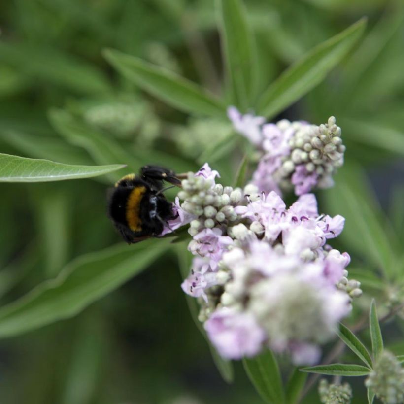 Vitex agnus-castus Pink Pinnacle - Agnocasto (Fioritura)