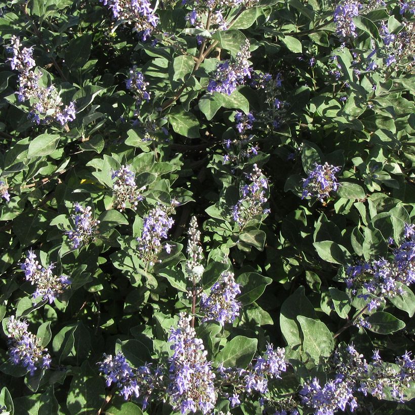 Vitex agnus-castus Chicagoland Blues - Agnocasto (Fioritura)