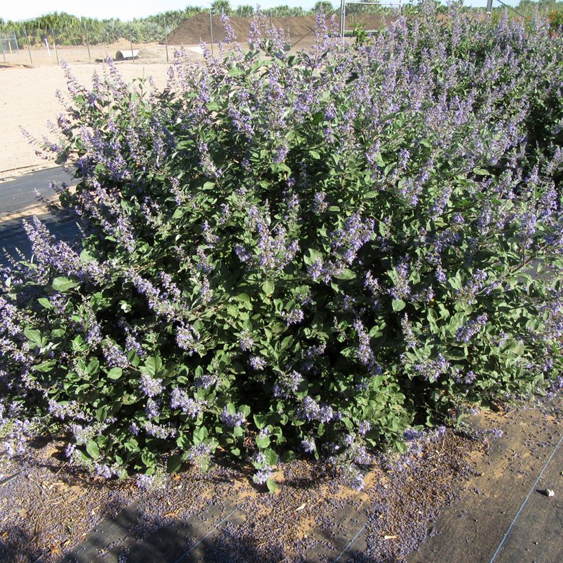 Vitex agnus-castus Chicagoland Blues - Agnocasto (Porto)