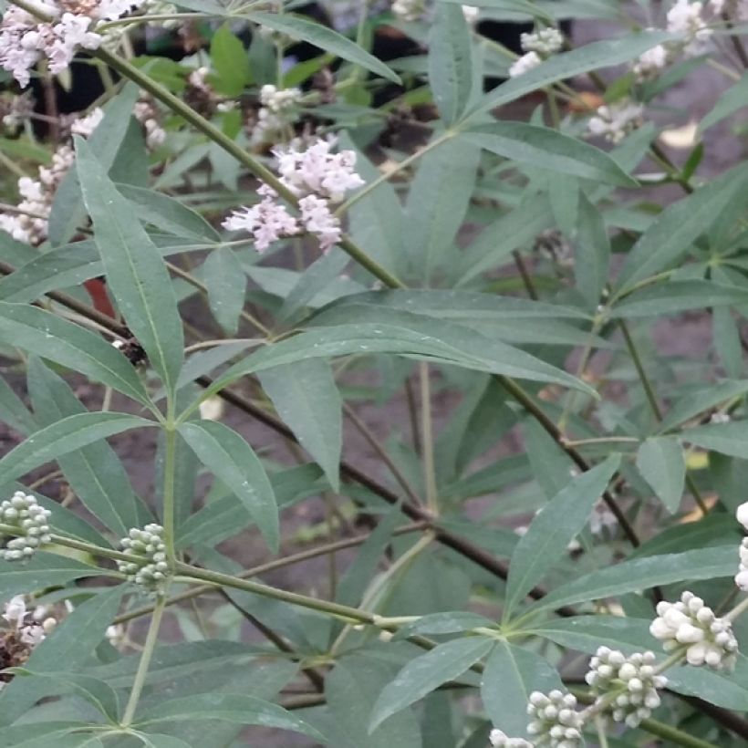 Vitex agnus-castus Albus - Agnocasto (Fogliame)