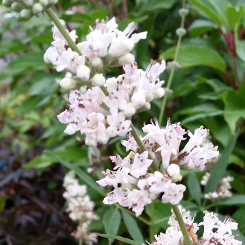 Vitex agnus-castus Albus - Agnocasto (Fioritura)