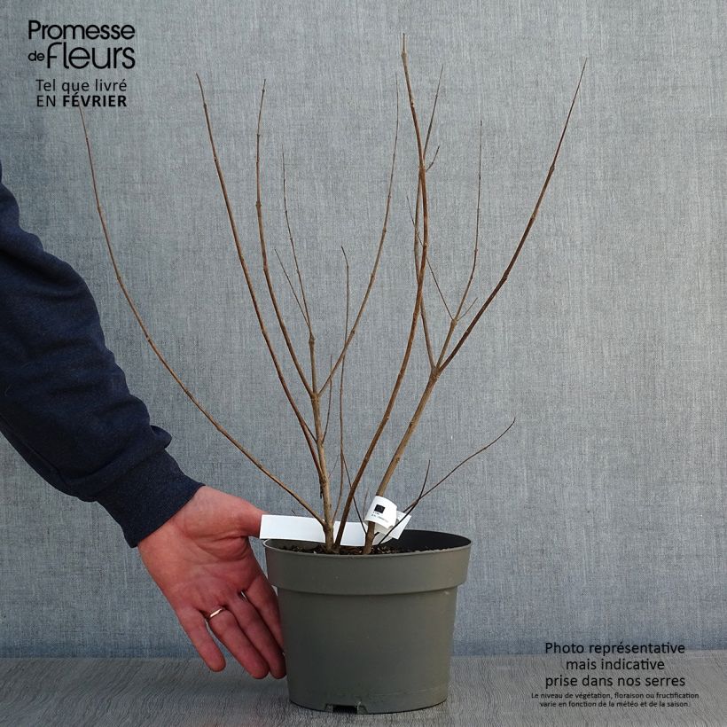 Vitex x agnus-castus Chicagoland Blues - Gattilier Pot de 3L/4L esemplare consegnato in inverno