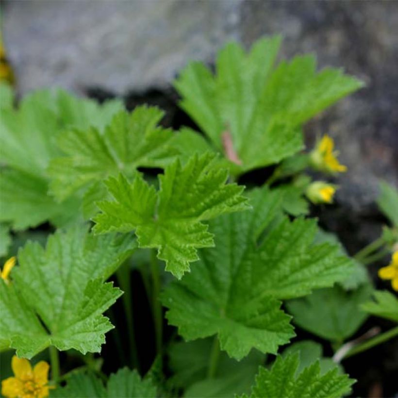 Waldsteinia geoides (Fogliame)