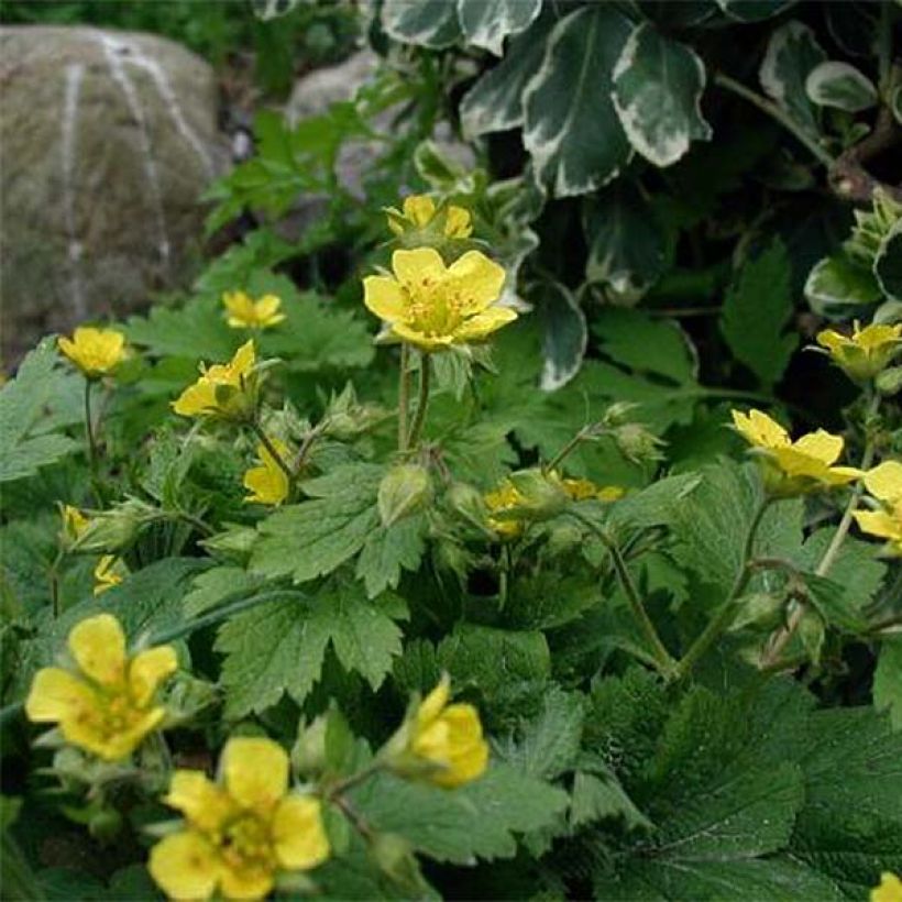 Waldsteinia geoides (Fioritura)