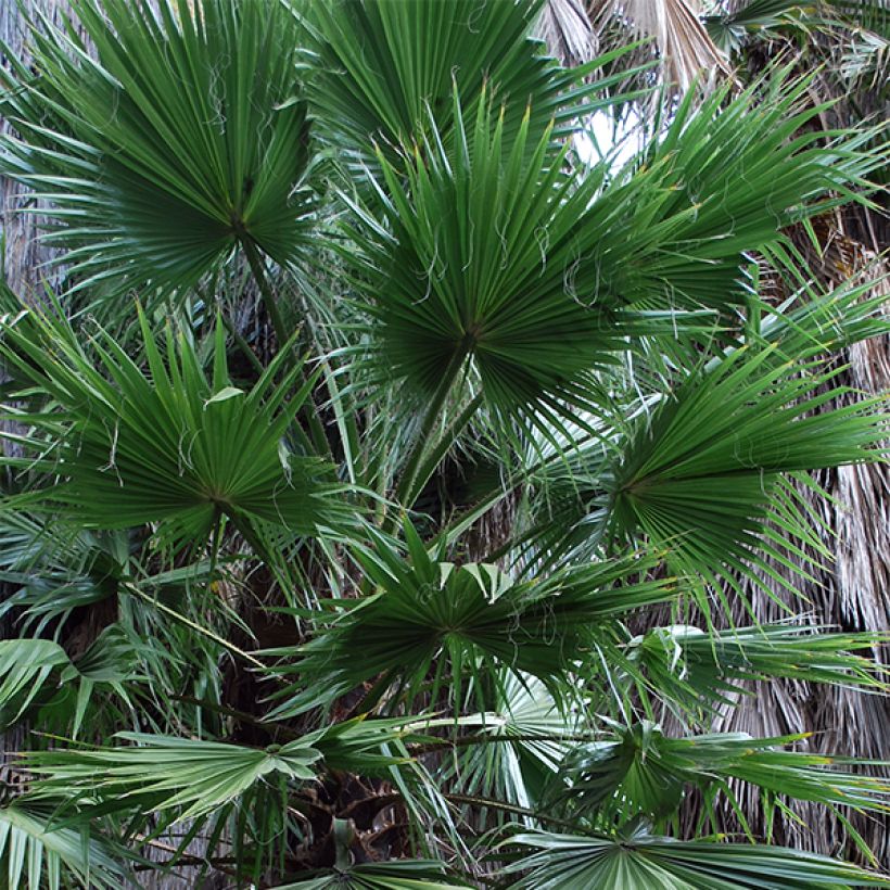 Washingtonia filifera - Palma californiana (Fogliame)