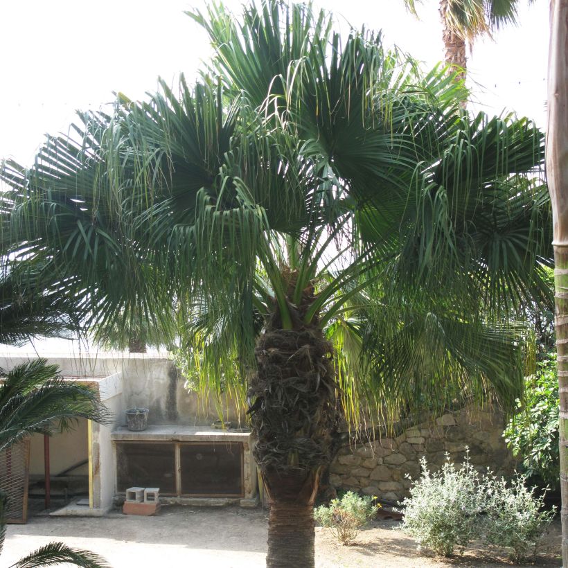 Washingtonia filifera - Palma californiana (Porto)