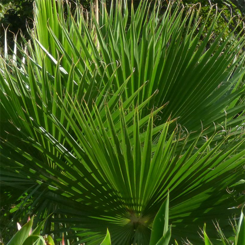 Washingtonia robusta - Palma messicana (Fogliame)