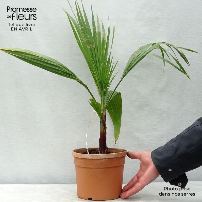 Washingtonia robusta - Palmier du Mexique en pot de 2L/3L esemplare consegnato in primavera