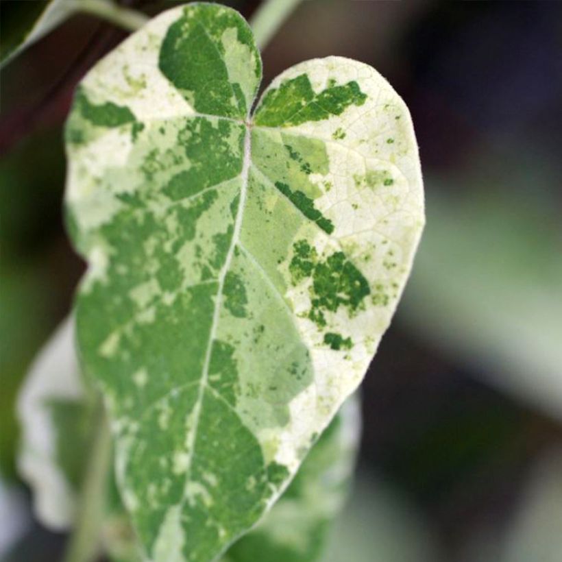 Wattakaka sinensis Variegata (Fogliame)