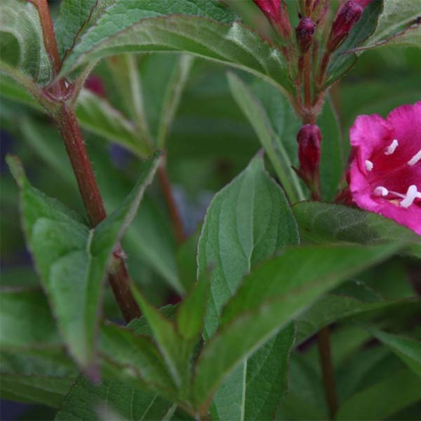 Weigelia Bristol Ruby (Fogliame)