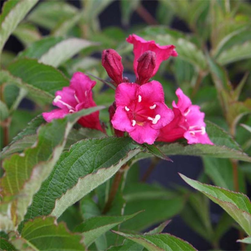 Weigelia Bristol Ruby (Fioritura)