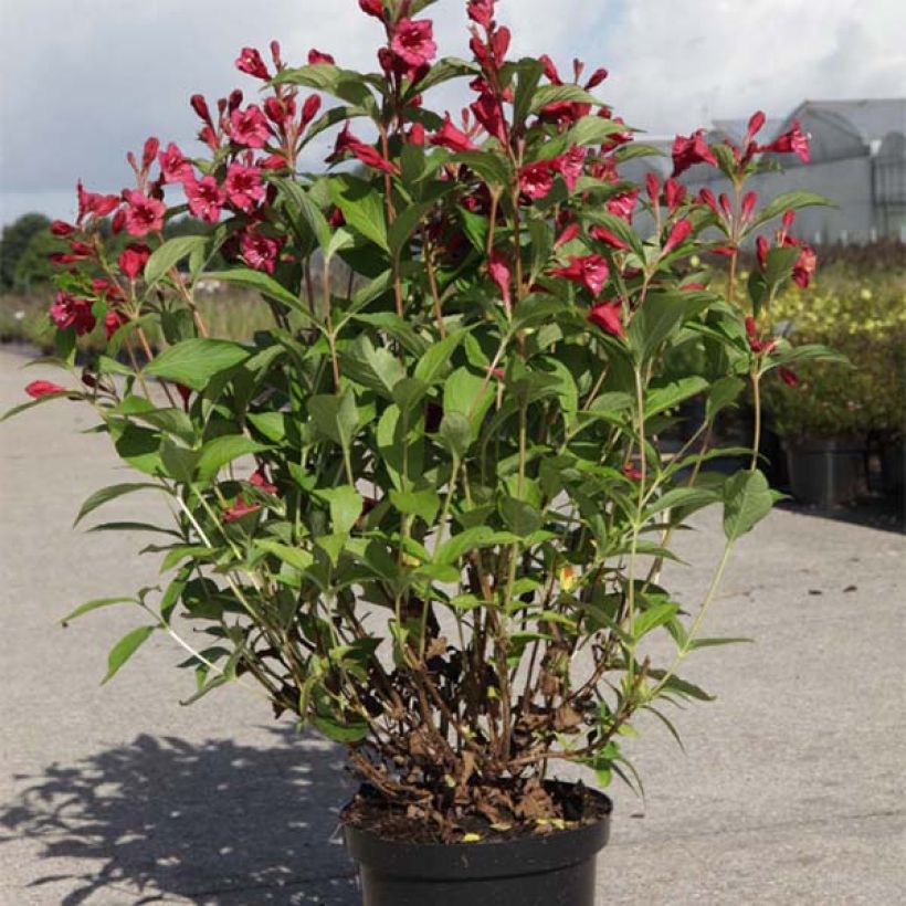 Weigelia Bristol Ruby (Porto)