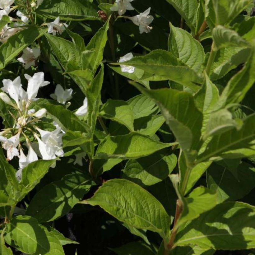 Weigelia Candida (Fogliame)