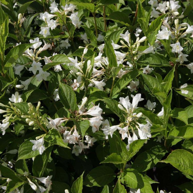 Weigelia Candida (Fioritura)