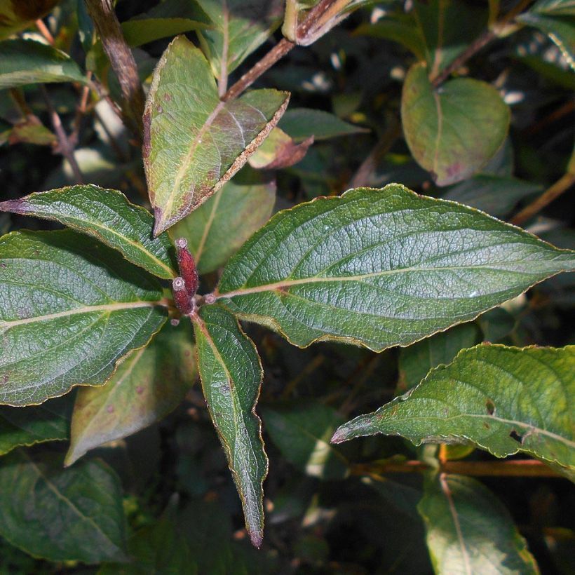 Weigelia Eva Rathke (Fogliame)