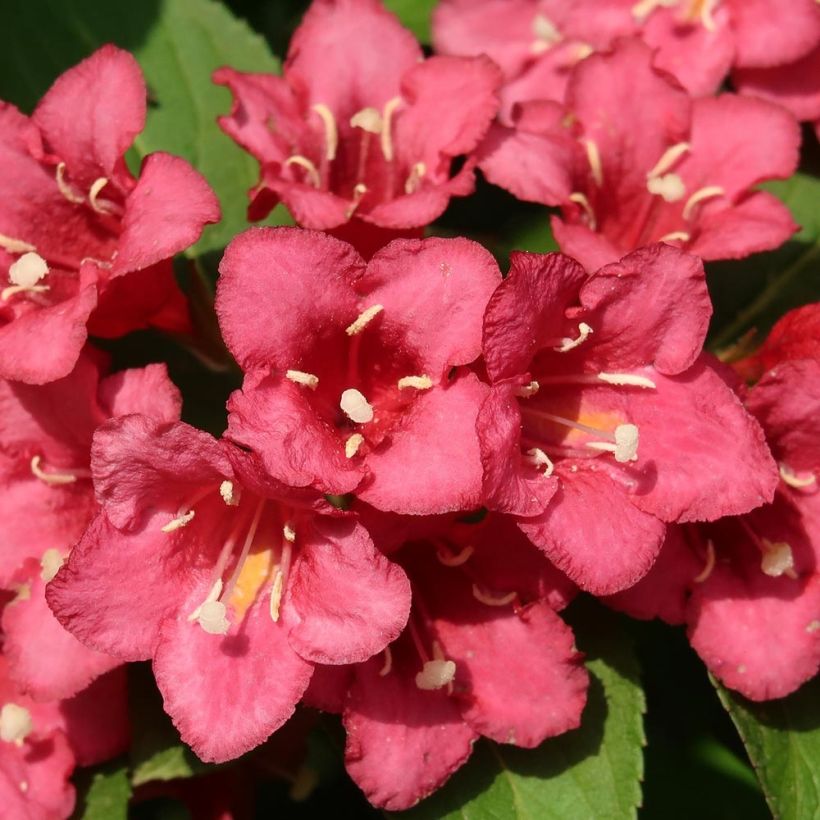 Weigelia Eva Rathke (Fioritura)