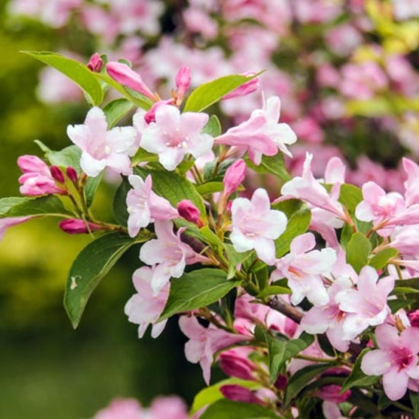 Weigelia Rosea (Fogliame)