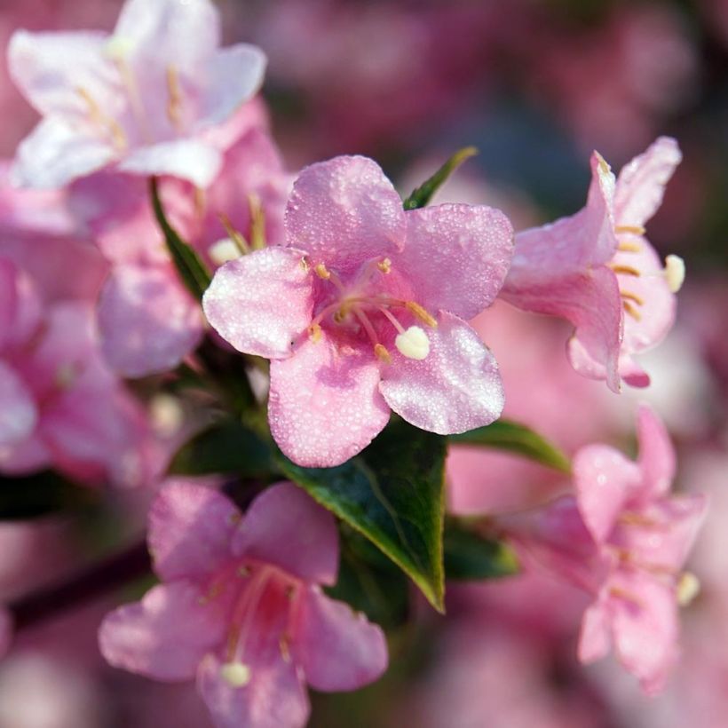 Weigelia Rosea (Fioritura)