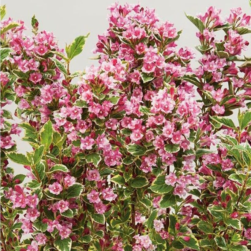 Weigelia Kosteriana Variegata (Fogliame)