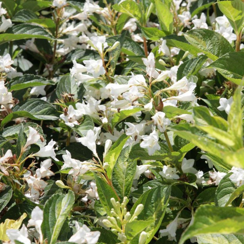 Weigelia Milk and Honey (Fioritura)