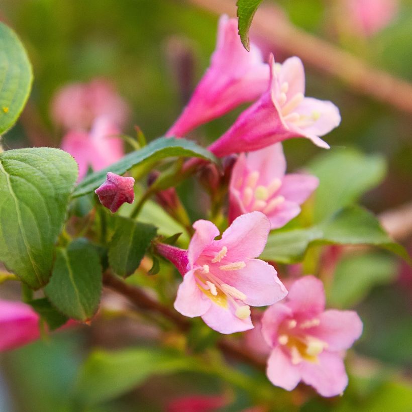 Weigelia Minuet (Fioritura)