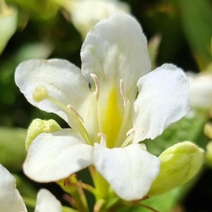 Weigelia Picobella Bianco (Fioritura)