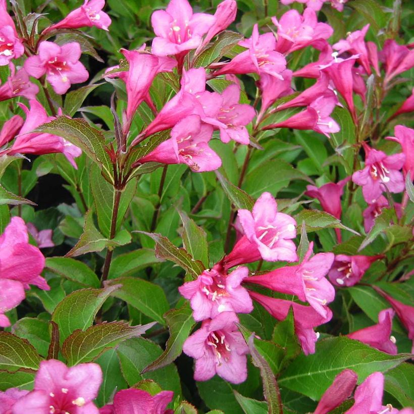 Weigelia Rumba (Fioritura)