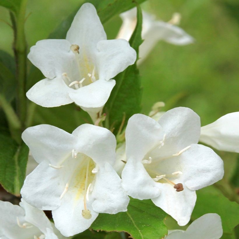 Weigelia Snowflake (Fioritura)