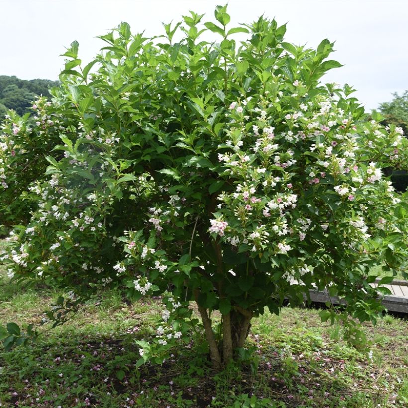 Weigelia Snowflake (Porto)