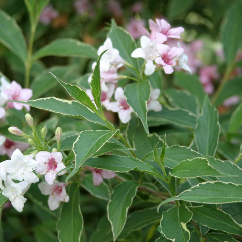 Weigela Splendid (Fogliame)