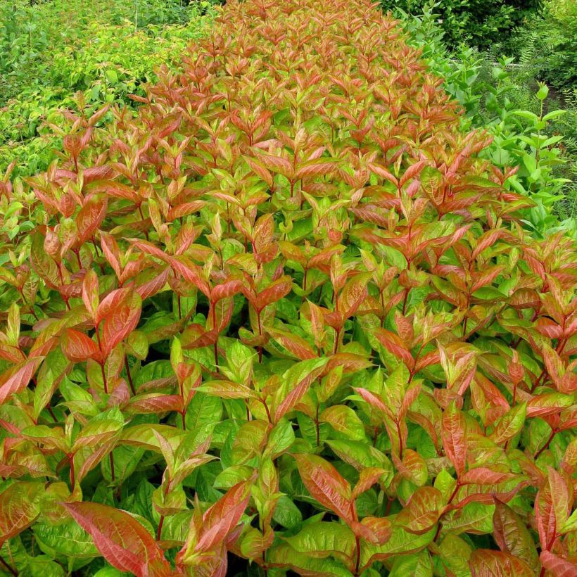 Weigelia Wings of Fire (Fogliame)