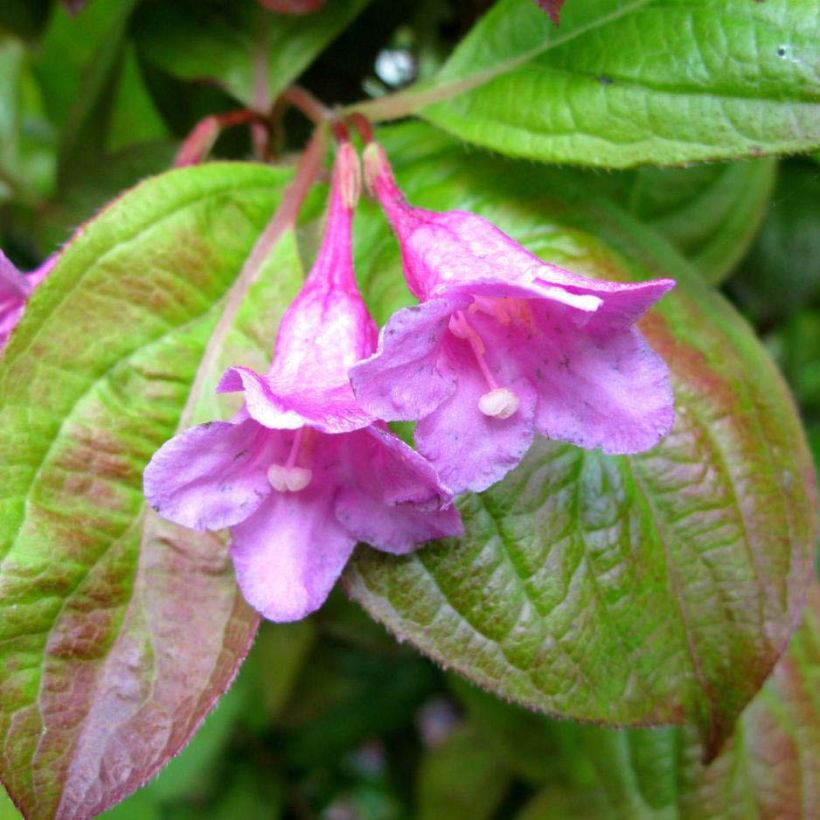 Weigelia Wings of Fire (Fioritura)