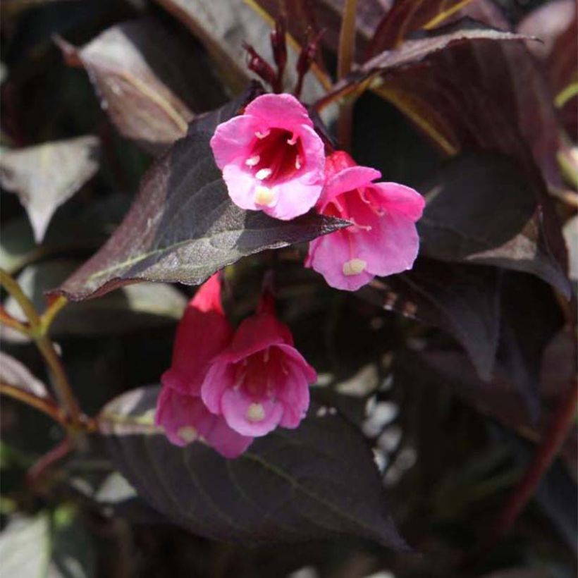 Weigelia Alexandra (Fioritura)