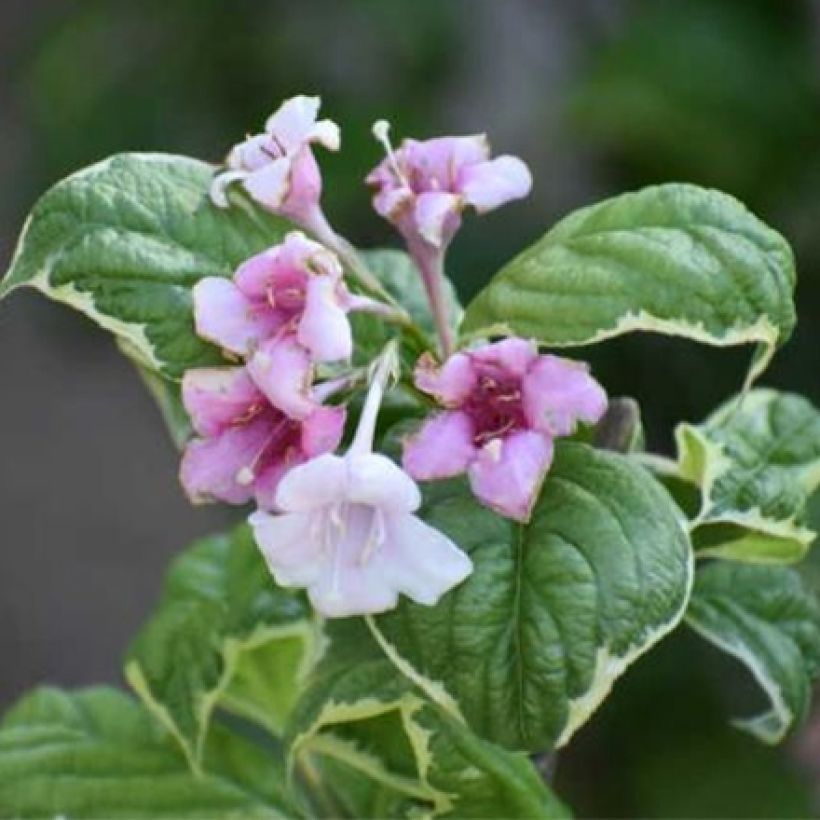 Weigelia Caricature (Fioritura)