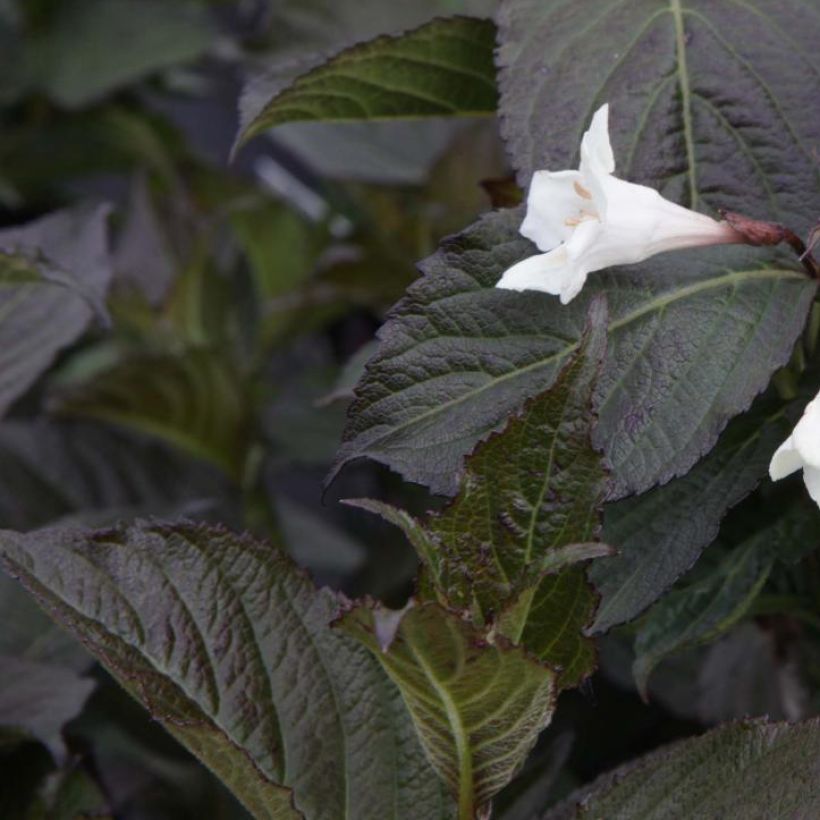 Weigelia Ebony and Ivory (Fogliame)