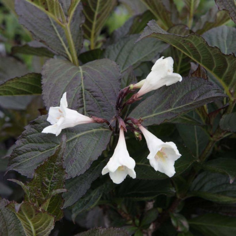 Weigelia Ebony and Ivory (Fioritura)